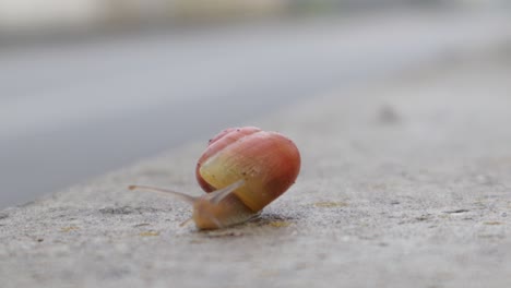 Caracol-Moviéndose-Lentamente-Sobre-Una-Superficie-De-Hormigón-Al-Lado-De-Una-Carretera-Con-Tráfico-De-Automóviles,-Desafiando-Su-Elemento,-Disparo-Fijo-De-Primer-Plano