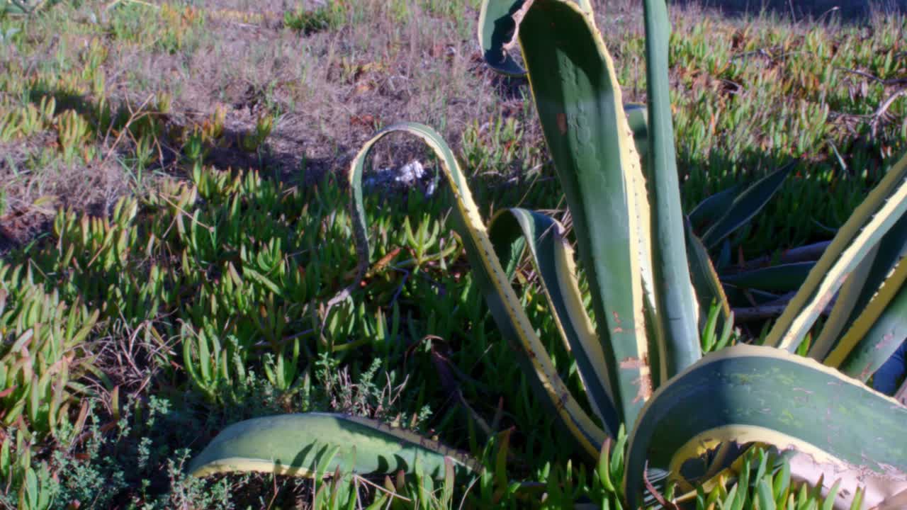 Shot of a big plant, just around the corner.