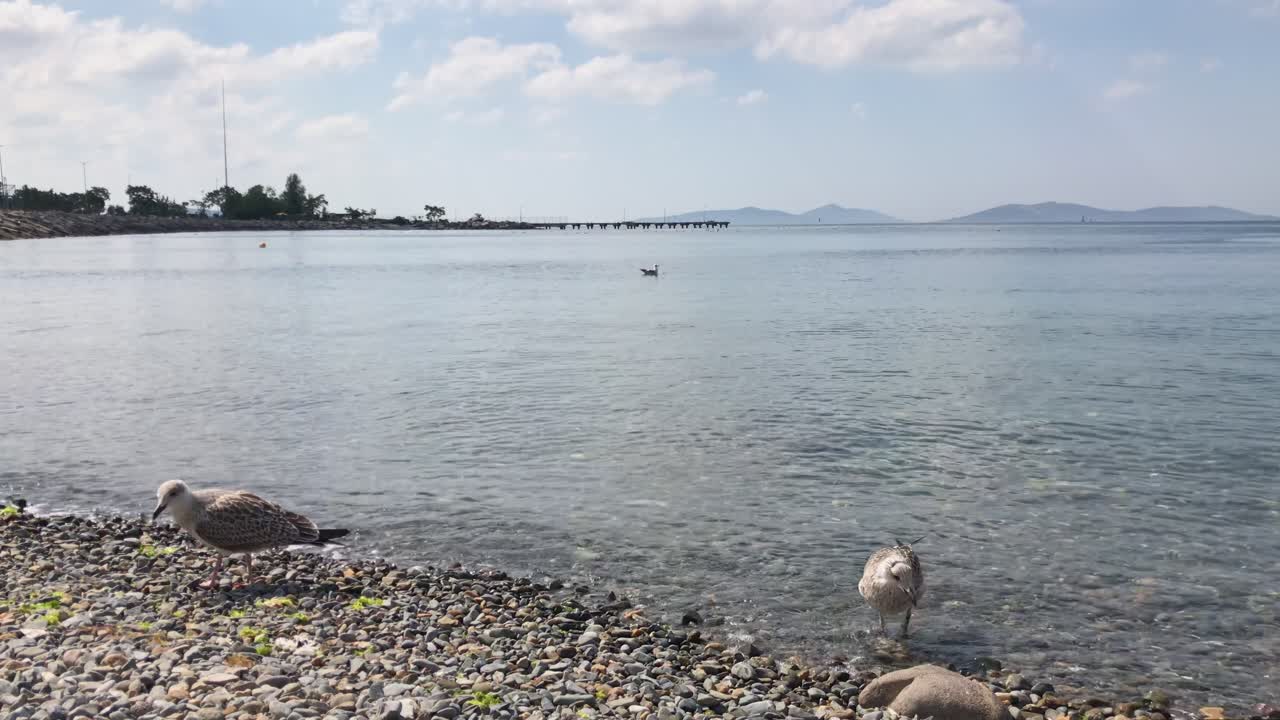 Seagulls on a Pebble Beach by the Sea