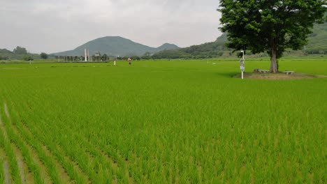 Vista-Del-Lugar-Turístico-Del-Campo-De-Arroz-En-Un-Día-Nublado-Con-Un-Gran-árbol-Verde-En-Medio-Del-Campo-En-China