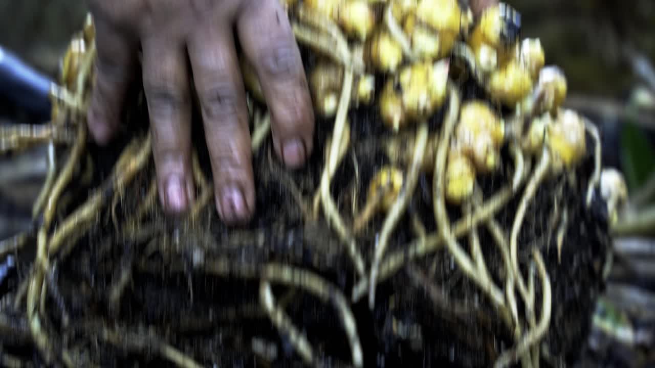 지상에서 신선하게 수확 된 생강의 어리를 어 내기 - 꽃을 피우는 생강 수확의 섬세한 과정 가정 정원