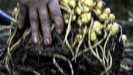 breaking off ginger off a clump of fresh harvested ginger from the ground the delicate process of ginger harvesting in full bloom home gardening