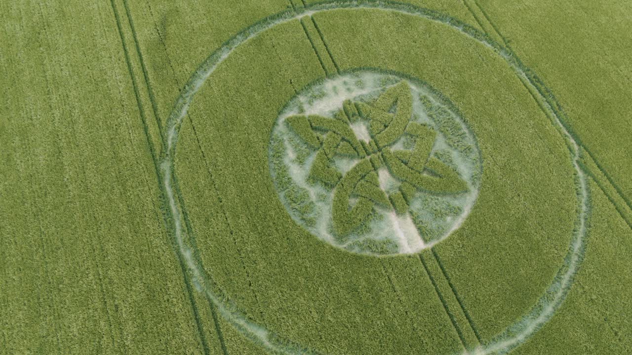Aerial view above Sutton Veny Celtic knot crop circle and tractor lines carved in barley field 2025
