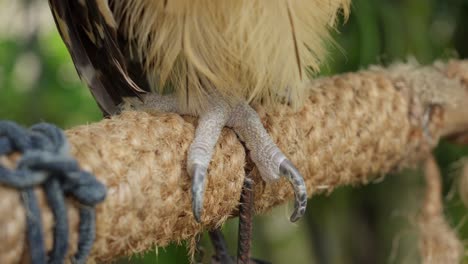 claw of buffy fish owl or ketupa ketupu hangs on natural fiber woven stick in aviary