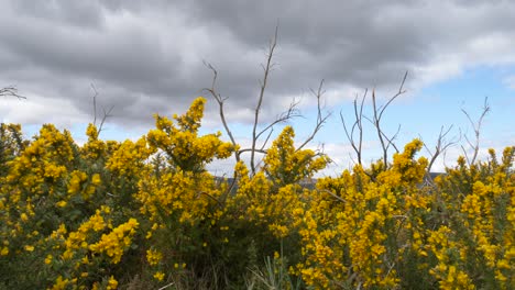 Blühende-Ginsterbüsche-Unter-Bewölktem-Himmel-In-Den-Wicklow-Mountains-In-Irland