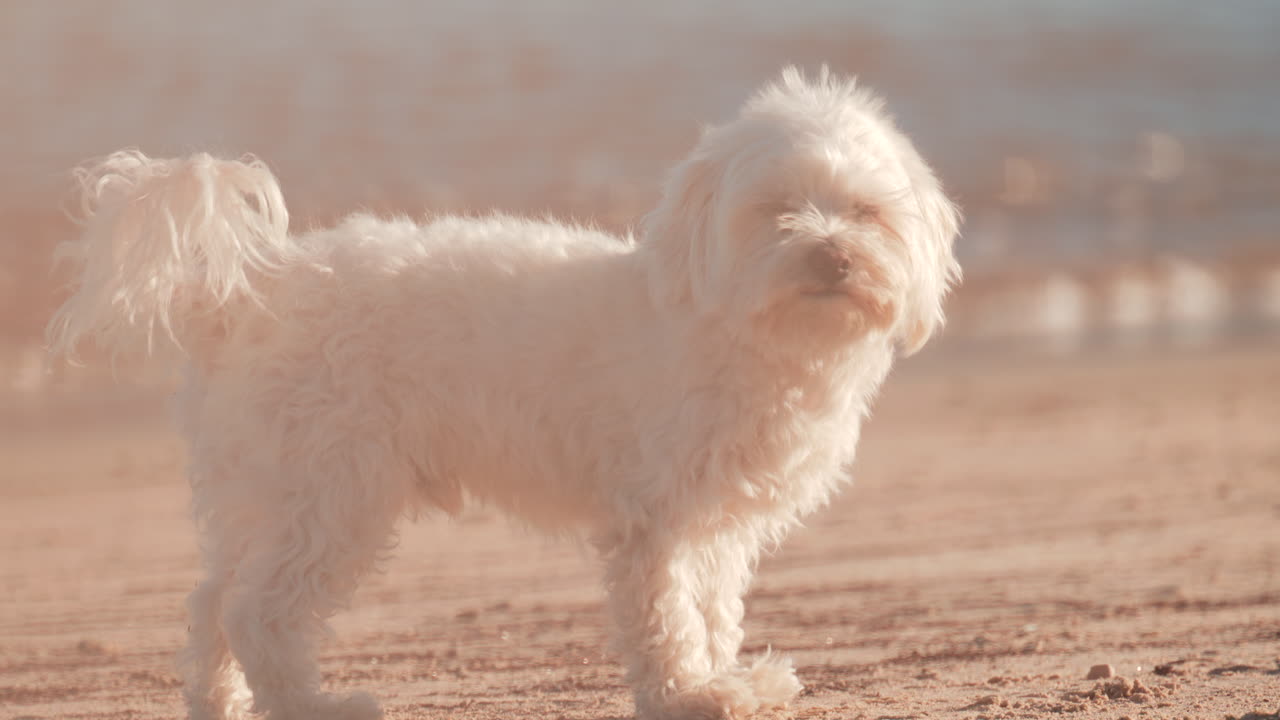 A small white dog stands on the sandy beach near the sea, looking into the distance as gentle waves roll behind