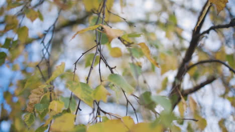 Gelbe-Herbstblätter-In-Einer-Geringen-Schärfentiefe-Anzeigen