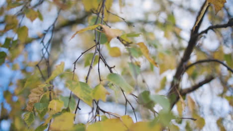 hojas de otoño amarillas en una vista de poca profundidad de campo