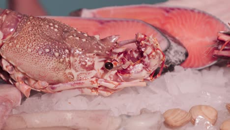 lobster, clams, and salmon steak cuts on top of the ice