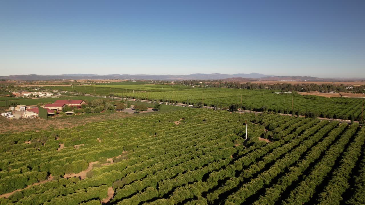volando sobre viñedos en temecula, condado de riverside, california, ee.uu. en una tarde soleada, disparo de drones