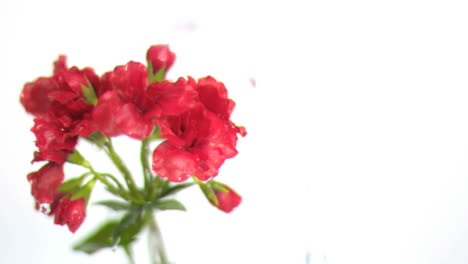 water dripping on flowers in super slow motion