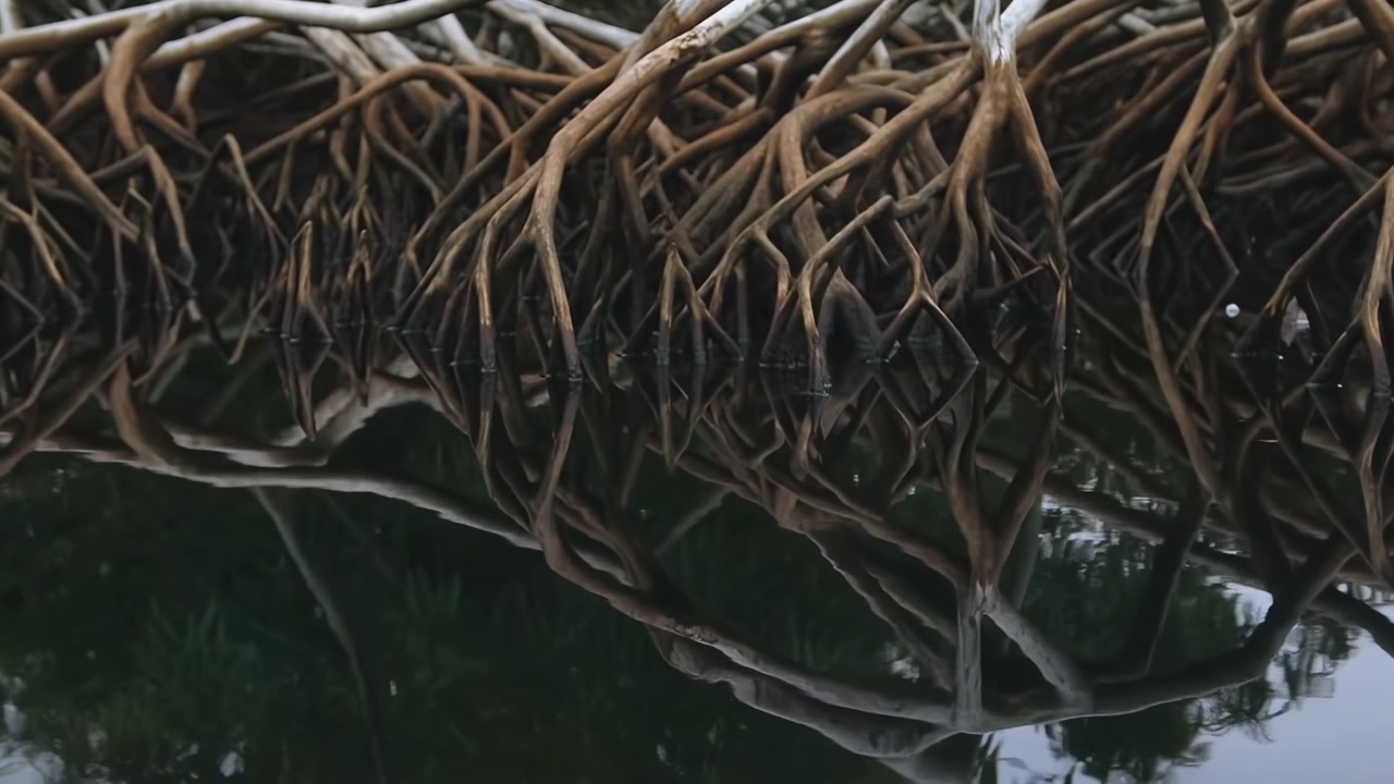Closeup Mangrove Roots Reflected Water, Dense Aerial Root Tangle Arching Over Still Lagoon, Dark Bark Textures