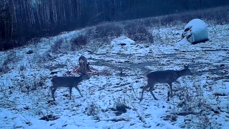 a pack of roe deer coming to the feeder in the winter time