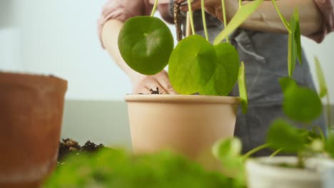 crop woman transplanting chinese money plant