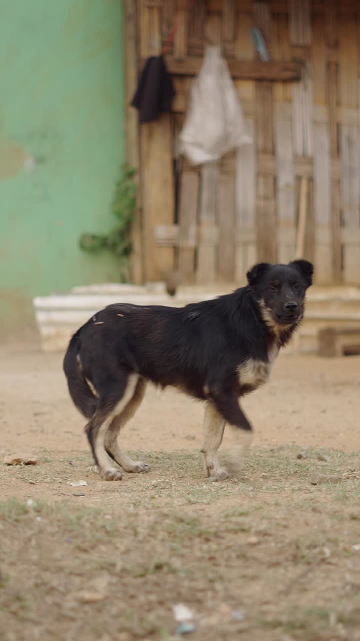 Dog in a rural setting