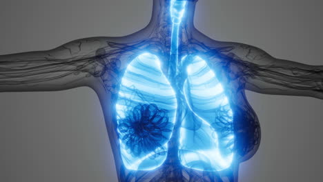 visualización detallada de la anatomía pulmonar humana muestra las estructuras respiratorias