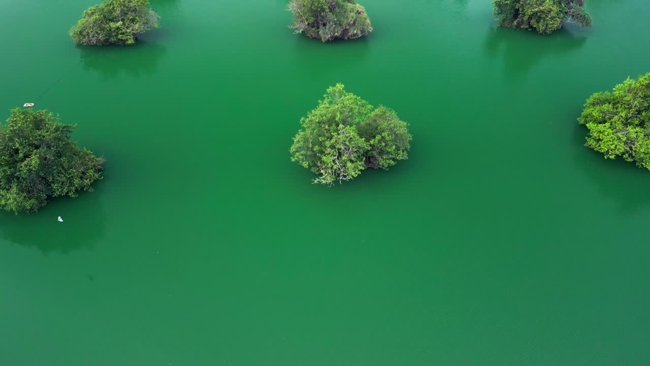 Aerial view of a lush water reserve, where rows of trees rise gracefully from calm green waters, forming a rare sanctuary of balance and beauty at the edge of the city