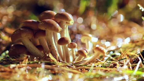 hongos armillaria de agarico de miel en un bosque soleado
