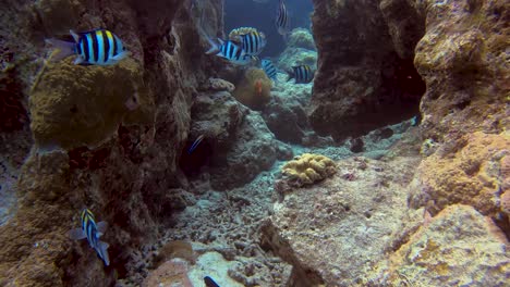 school of indo-pacific sergeant swimming through rock formation with tomato clownfish in background