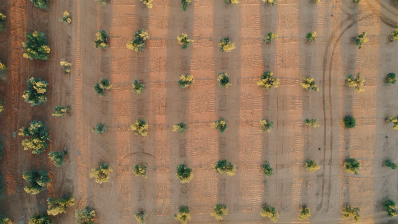 disparo de arriba hacia abajo de cultivos en un campo seco en la provincia de málaga, españa