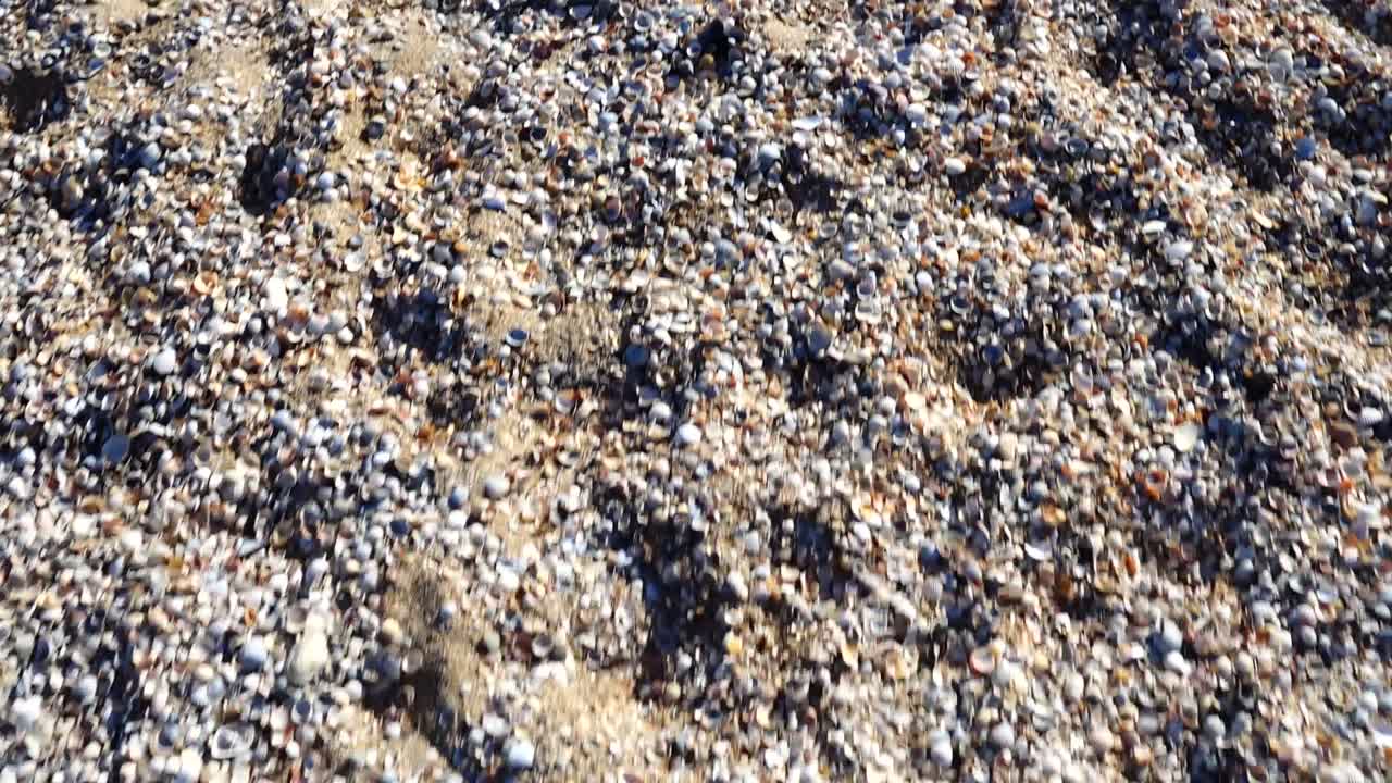 Conchiglie sulla spiaggia