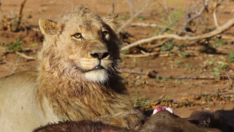 león macho de tres años mirando ansiosamente a su alrededor buscando posibles depredadores mientras se alimenta de un búfalo africano matado en las últimas horas de la mañana del día - parque nacional greater kruger