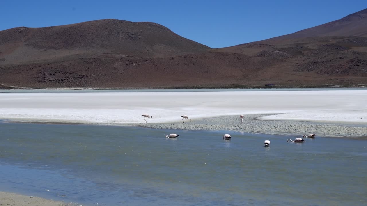 Flamingos feed in shallow saline water of salar laguna in Bolivia