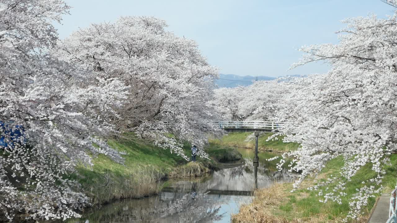 Vista della foresta di alberi di sakura con ponte bianco che attraversa un piccolo canale durante la stagione di piena fioritura dei sakura in primavera, fiume Kannonji a Fukushima – stagione Hanami – breve video 4K UHD