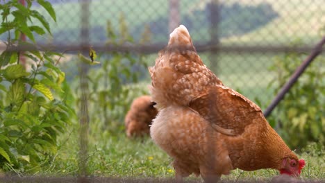 close up of brown chicken behind fence in rural free range organic farm