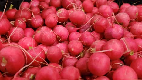 red radish for sale at a local farmers market red radish for sale at a local farmers market fresh spring harvest