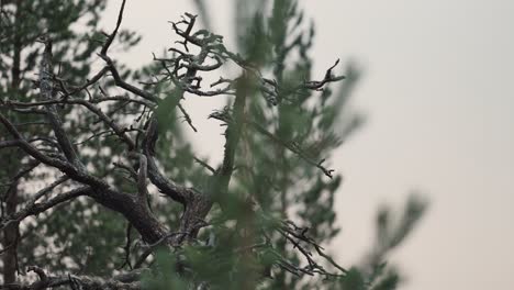 Un-Primer-Plano-Del-árbol-Muerto