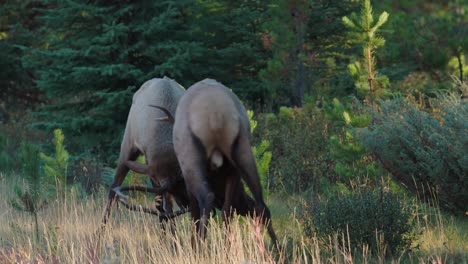 A-couple-young-bull-elk-battle-during-the-rut-in-4k