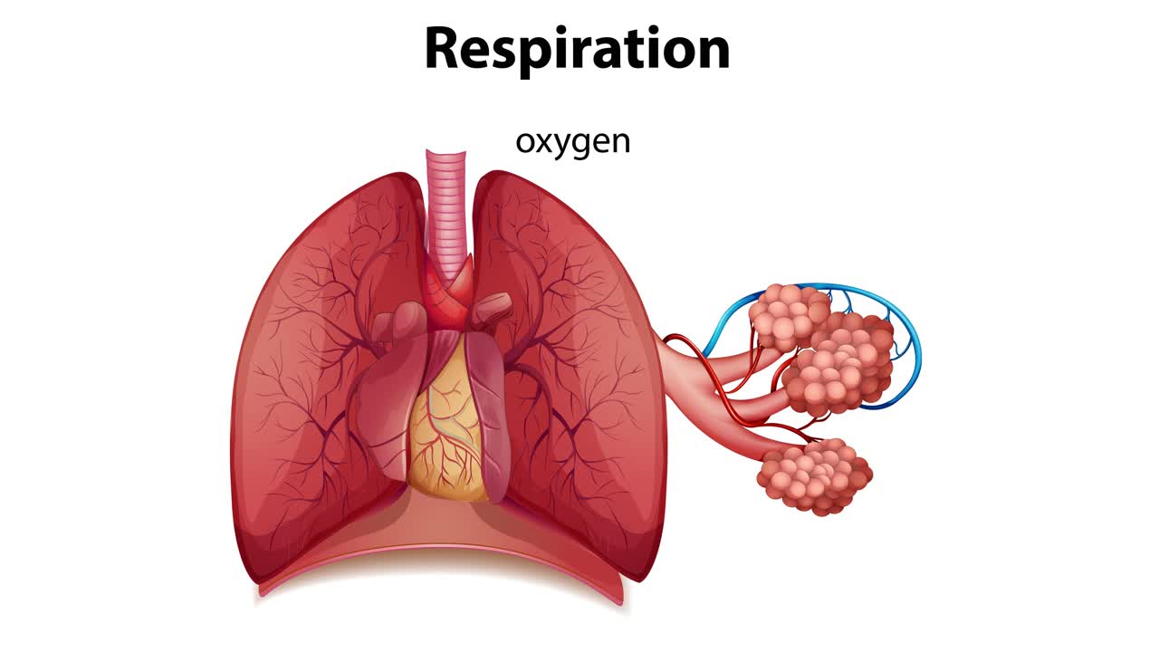 산소와 이산화탄소 교환의 일러스트레이션