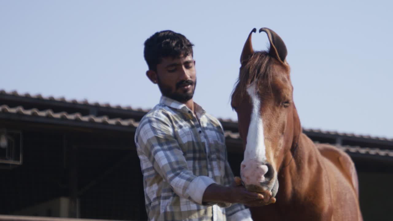 A south asian man petting and feeding a brown horse in barn