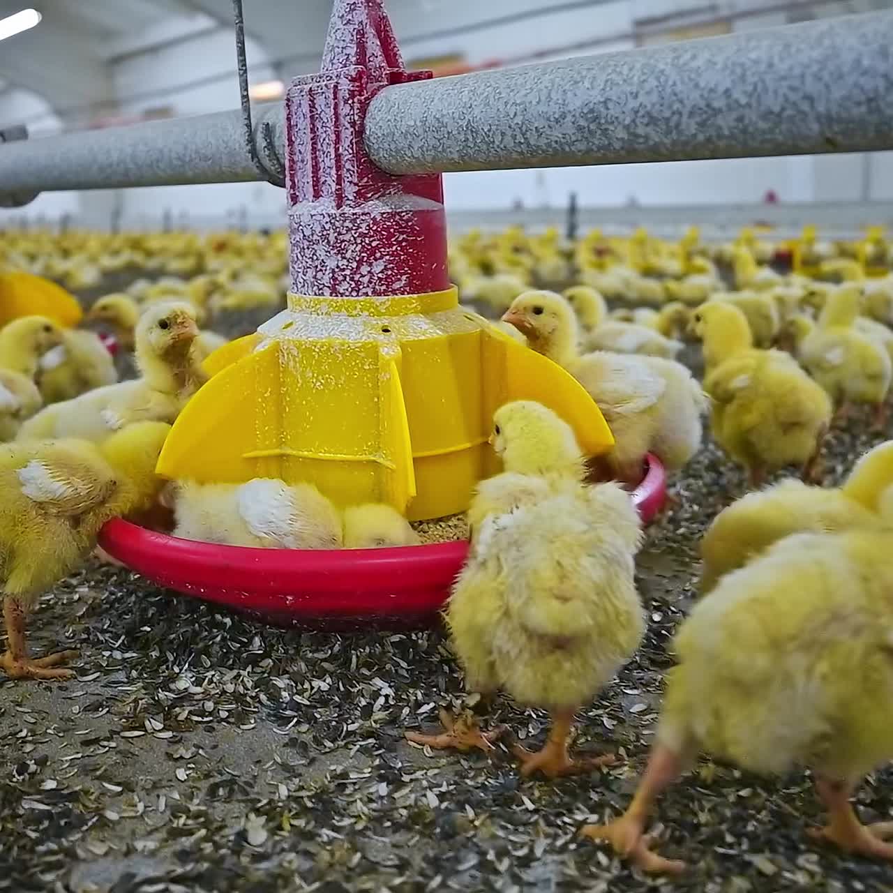 Visão de um filhote de galinha comendo grãos em uma grande granja avícola. Granja avícola dentro de casa, conceito de alimentação de galinhas