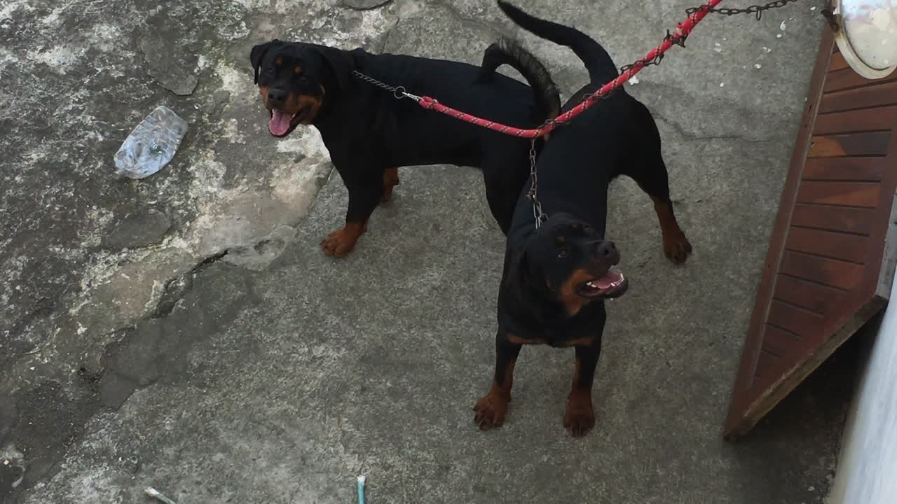 벽에 사슬로 인 로트와일러 개들은 주의를 끌고 가축화로부터 탈출하기를 원합니다.