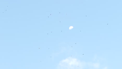 flock of kites, hawks and vultures circling high, blue sky with moon background