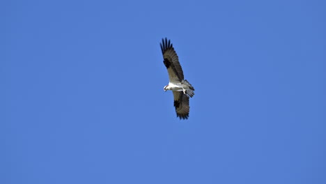 águila-Pescadora-Flotando-Contra-Un-Cielo-Azul,-Cámara-Lenta