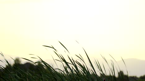 Calmly-waving-grass-st-sunset