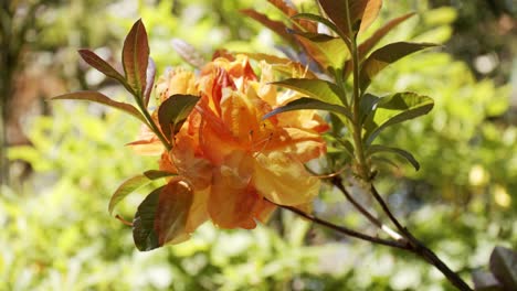 Beautiful-orange-rhododendron-bush-surrounded-by-vibrant-green-leaves