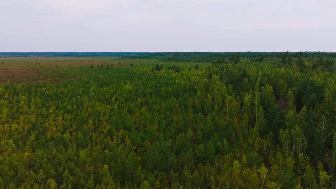 Wide shot of Kemeri wetlands shows untouched Latvian wilderness at horizon