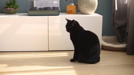 black cat sits on the floor in the house and yawns