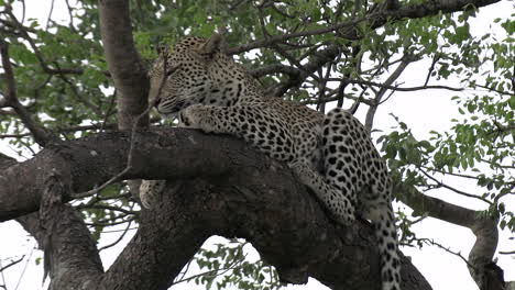 Vista-Cercana-Del-Leopardo-En-La-Rama-De-Un-árbol-Despertando-Y-Lamiendo-La-Cara