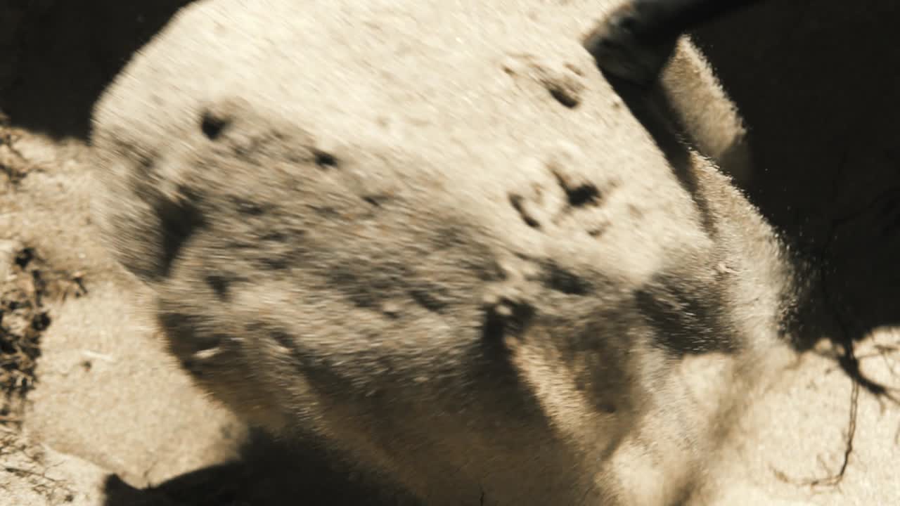 asesino se prepara para cavar tumba