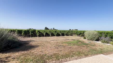 a serene vineyard scene from a french house