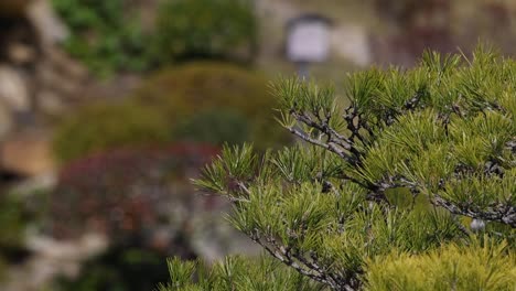 A vibrant garden scene featuring dense green foliage and a stone pathway leading through the landscape.