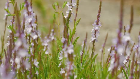 close up of wild narrowleaf vervain flowers on alvar