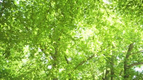 wide shot looking up at green forest, tilting