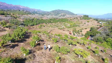 Antena-Como-Un-Hombre-Y-Una-Mujer-Caminan-Junto-Con-Sus-Perros-A-Través-De-Una-Pequeña-Granja-Orgánica-Local-O-Rancho-En-Santa-Bárbara,-California-4