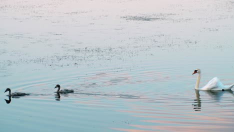 Schwanenfamilie,-Die-In-Einer-Linie-Schwimmt